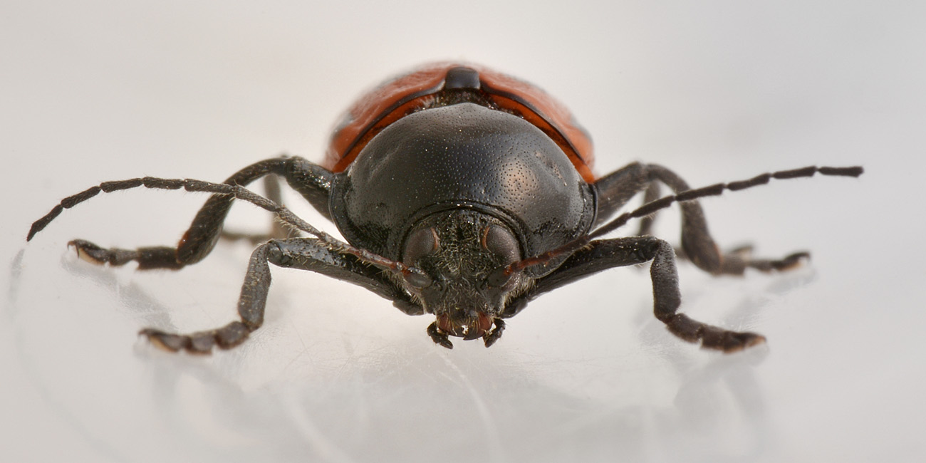 Cryptocephalus loreyi? Sì.